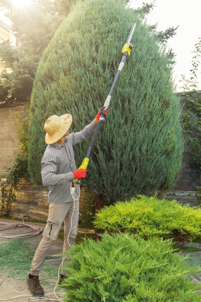 Dead Tree Removal in Kendall Park, NJ